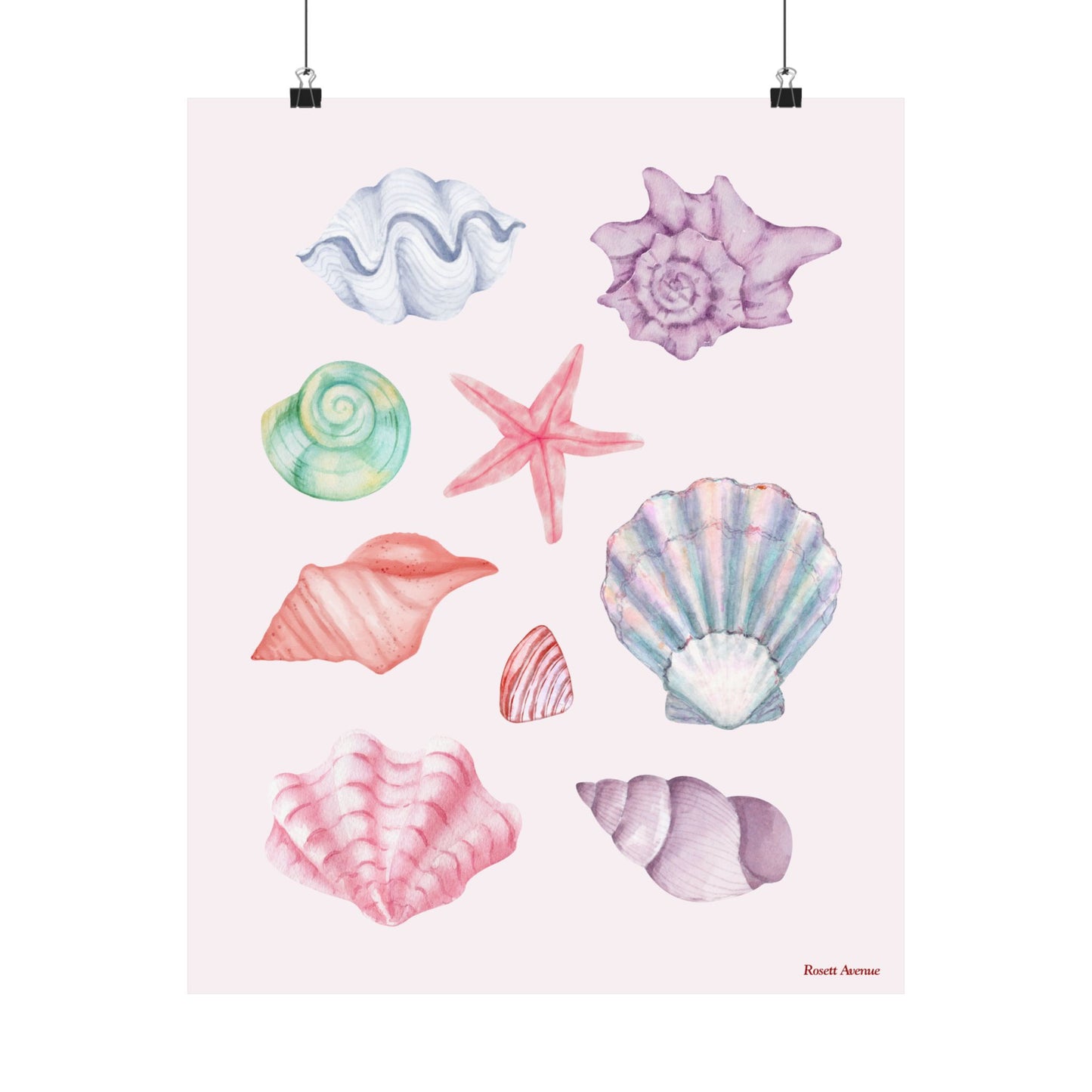 Coastal Shells